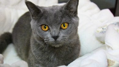 Pisica Chartreux