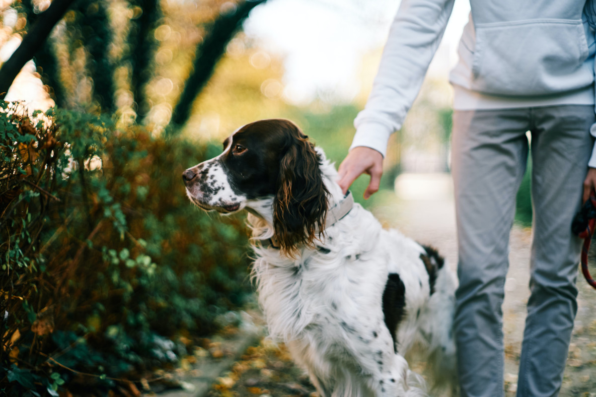cocker spaniel englez