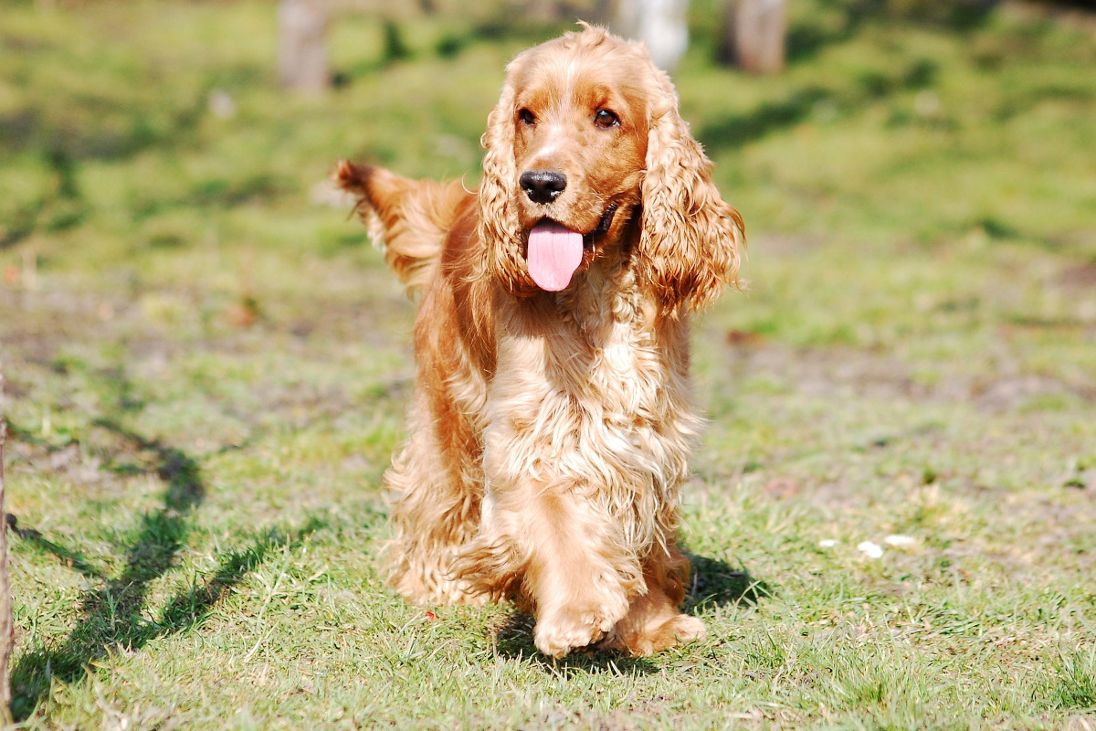 cocker spaniel englez