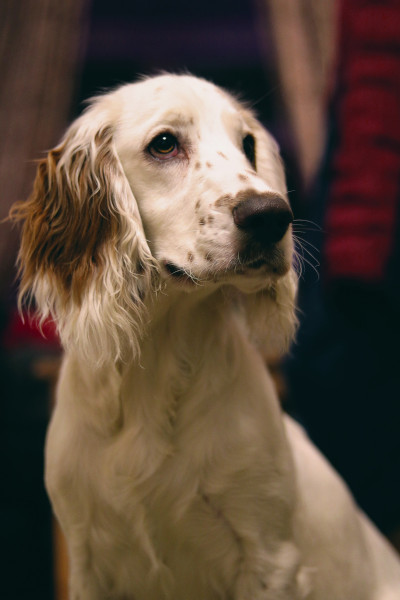 cocker spaniel englez