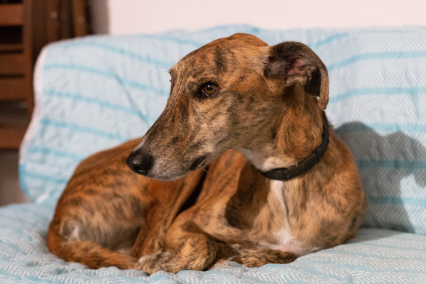 Ogarul englez (Greyhound)
