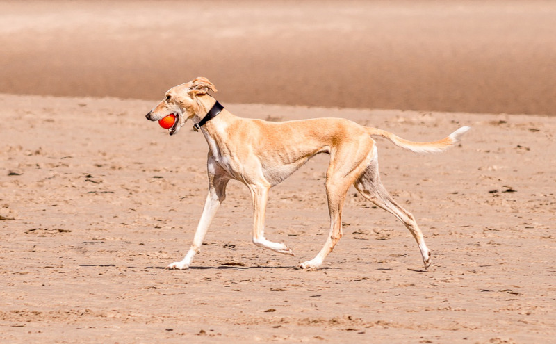 greyhound