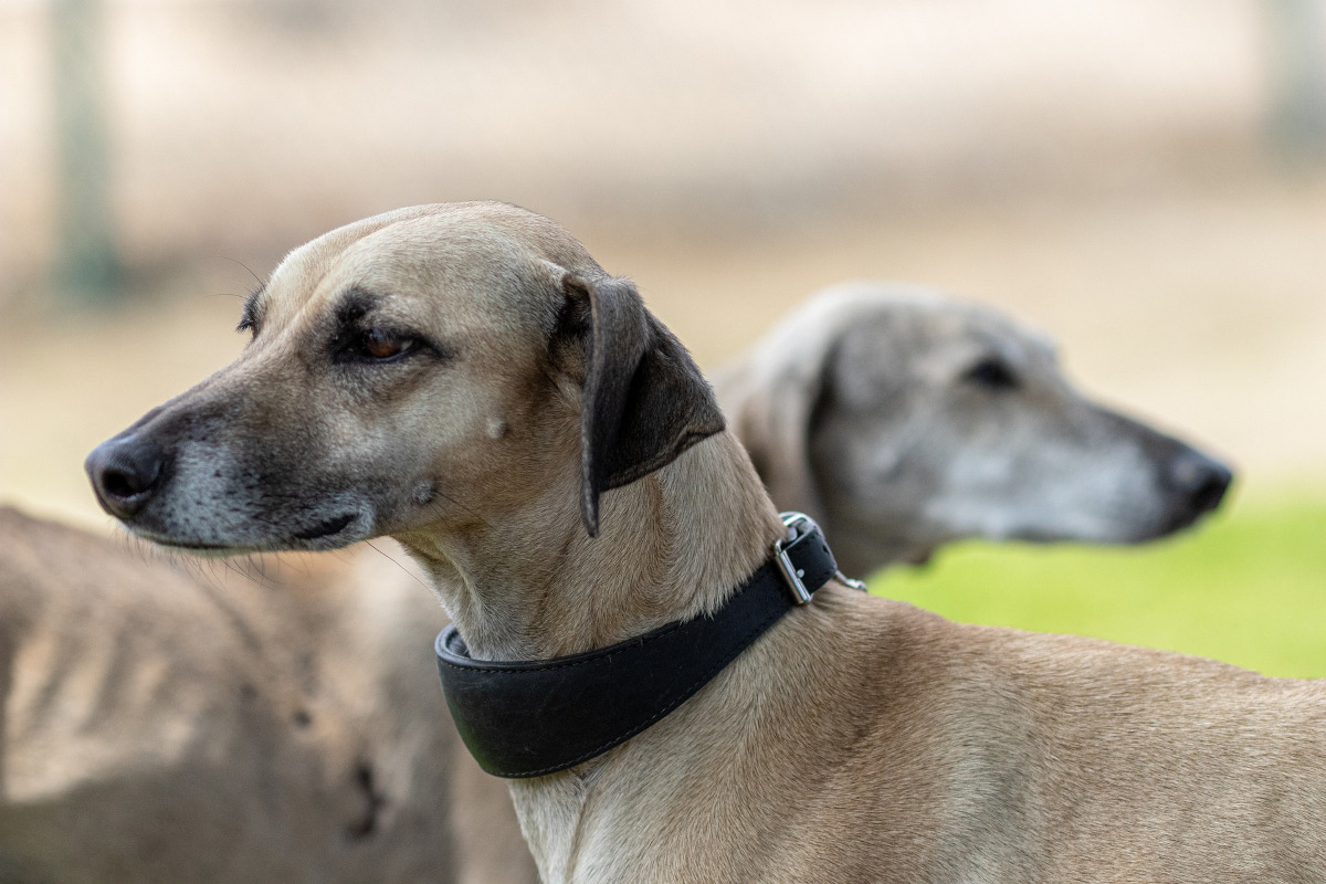 Ogarul englez (Greyhound)