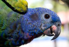 Papagalul cu cap albastru (Pionus)