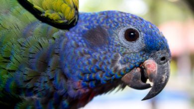 Papagalul cu cap albastru (Pionus)