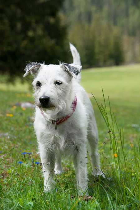 parson russel terrier