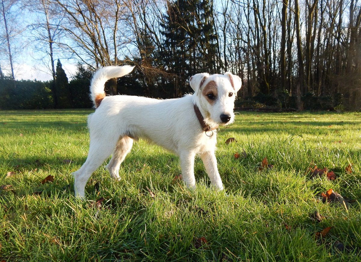 Parson Russel Terrier