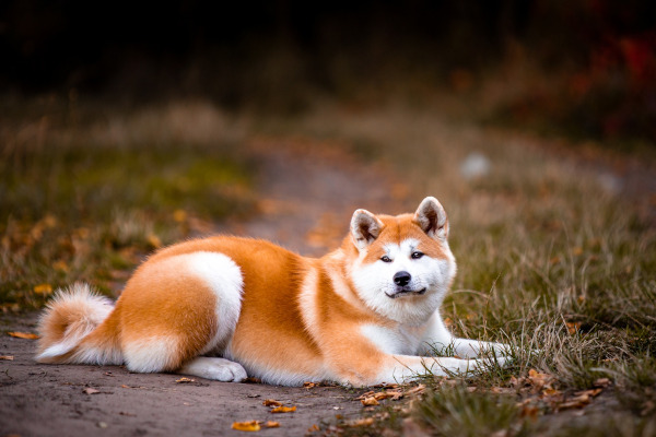 Rasa Akita Inu
