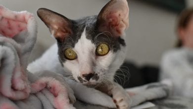 Rasa Cornish Rex
