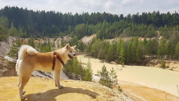 Akita Inu
