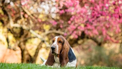 Rasa Basset Hound