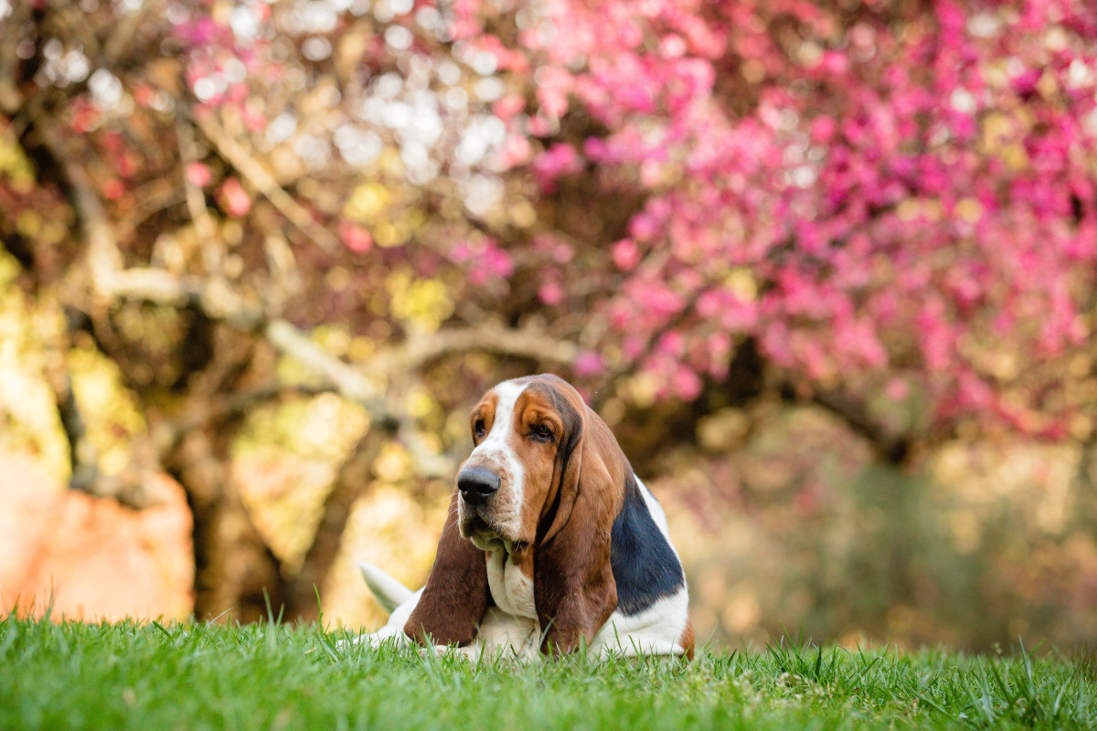 Rasa Basset Hound
