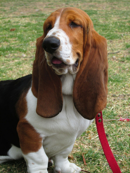 rasa basset hound