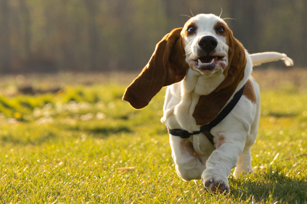 ingrijire rasa basset hound