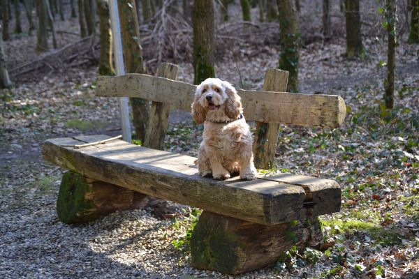 cocker spaniel american