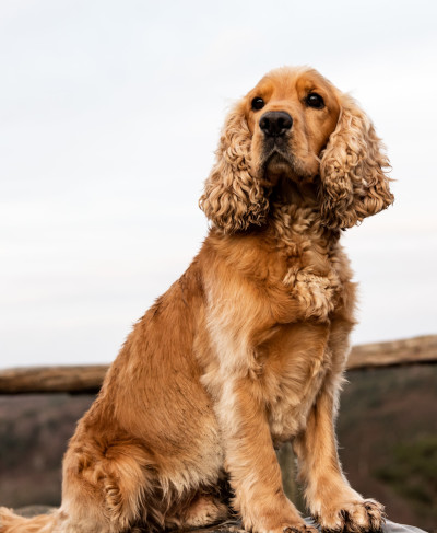 cocker spaniel