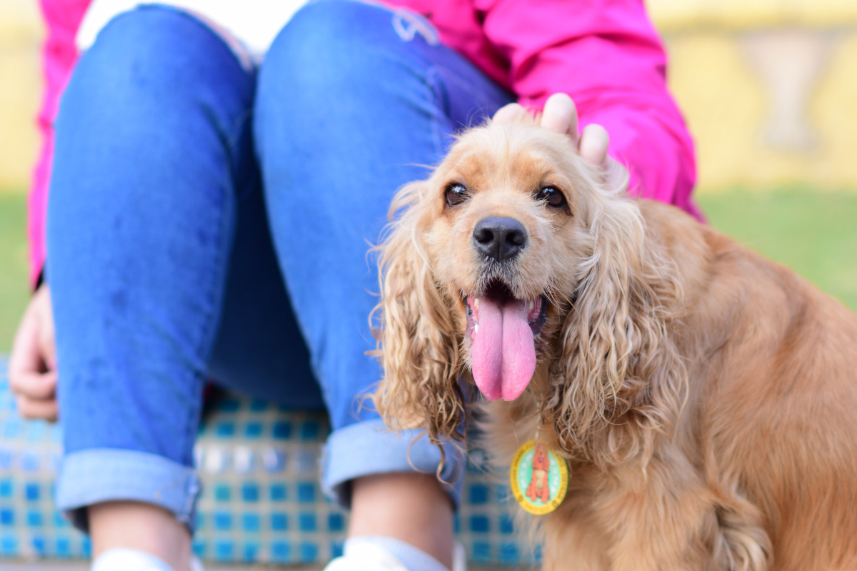 rasa Cocker Spaniel American