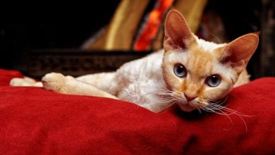 rasa devon rex