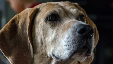 Rasa English Foxhound