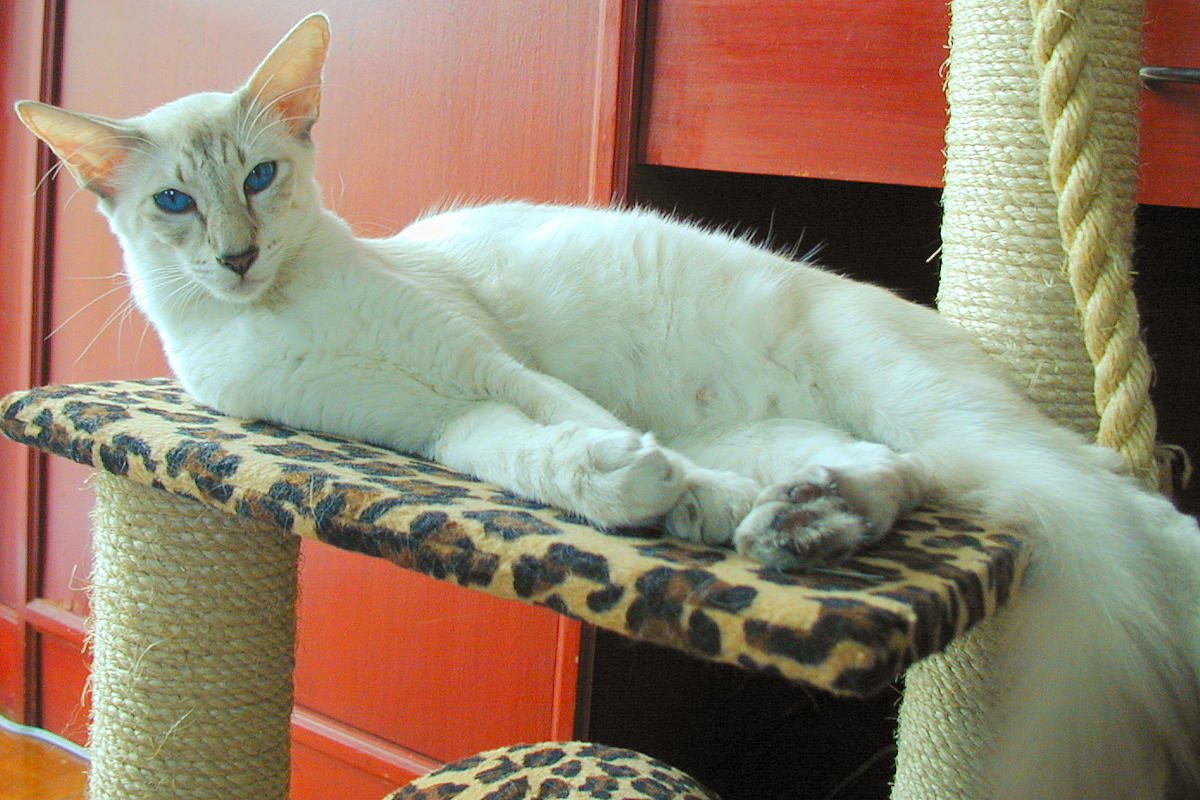 pisica rasa Javaneza