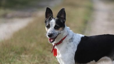 Rasa Rat Terrier