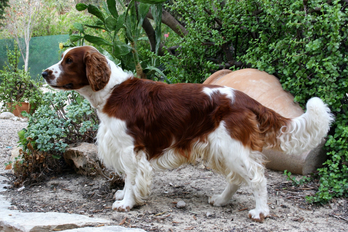 Rasa Springer Spaniel Galez