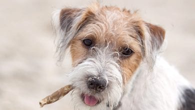 Rasa Parson Russell Terrier