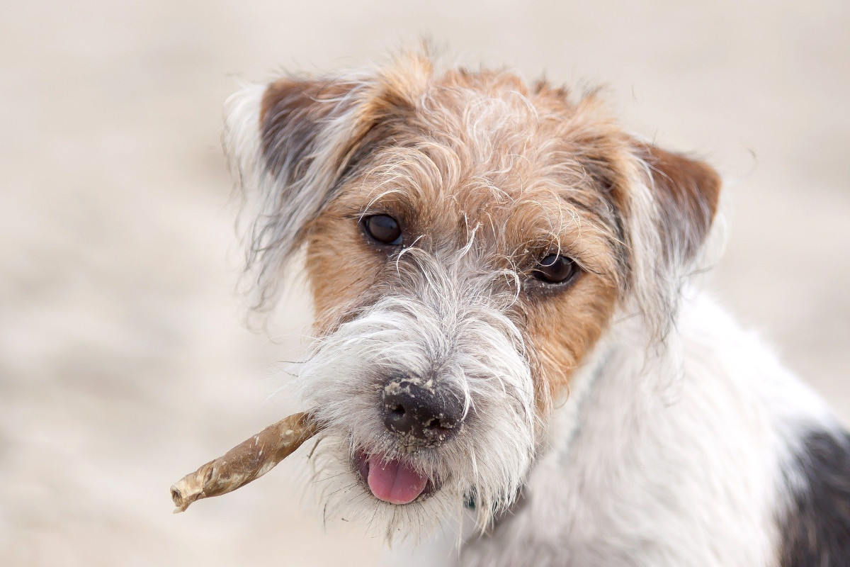 Rasa Parson Russell Terrier