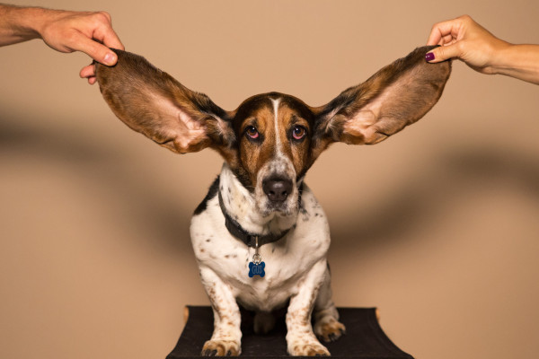 rasa basset hound