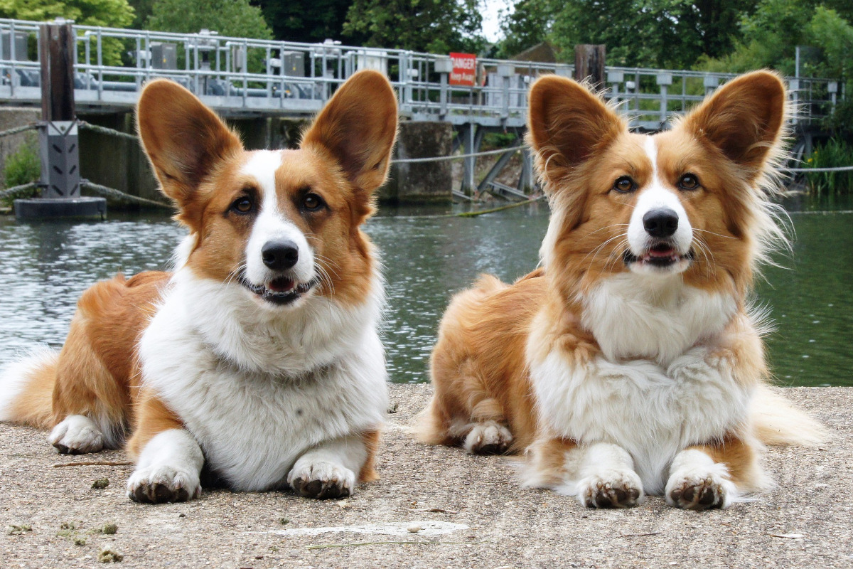 Rasa Cardigan Welsh Corgi