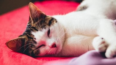 rasa American Wirehair