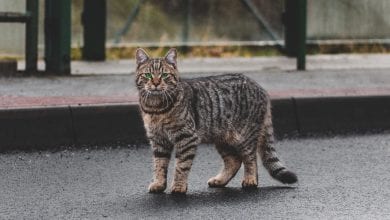Rasa de pisici Ocicat