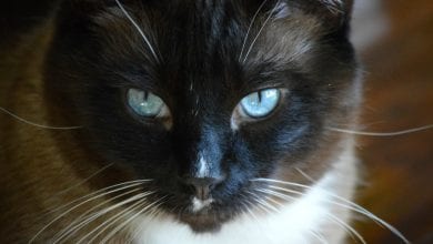 pisica rasa Snowshoe