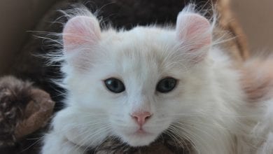 rasa American Curl