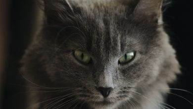 Pisica Nebelung