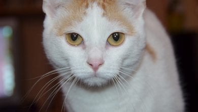 Rasa pisici Turkish Van