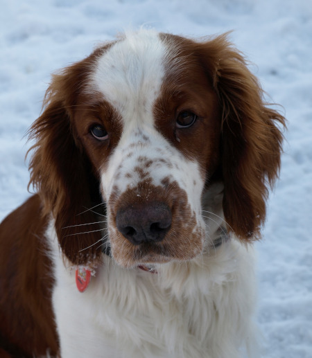 Springer Spaniel Galez