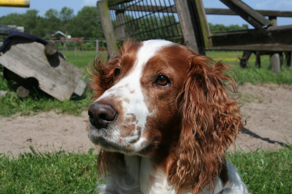 Springer Spaniel Galez