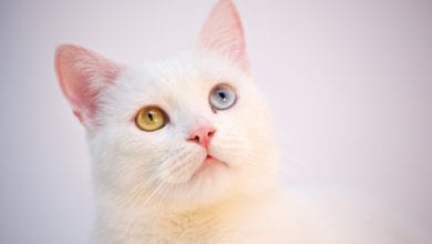 Rasa Turkish Angora