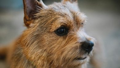 Rasa Norwich Terrier