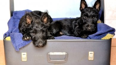 Rasa Scottish Terrier (Terrier scotian)