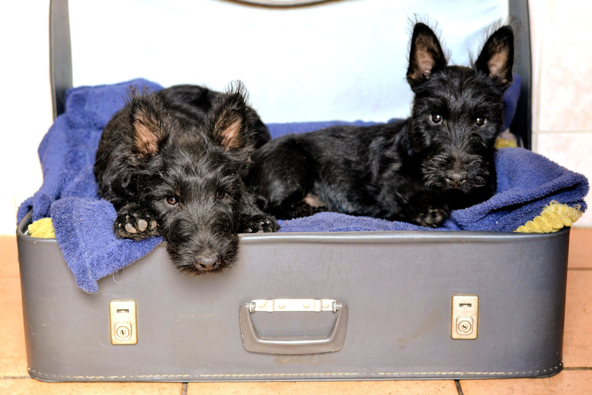 Rasa Scottish Terrier (Terrier scotian)