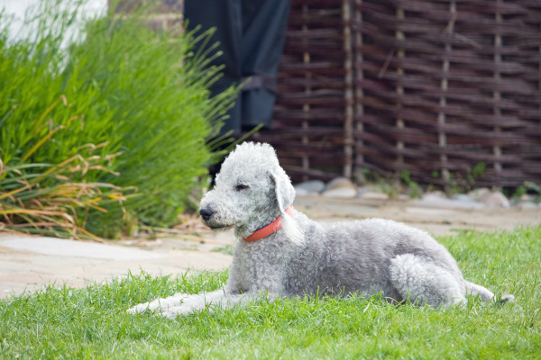 Rasa Bedlington Terrier