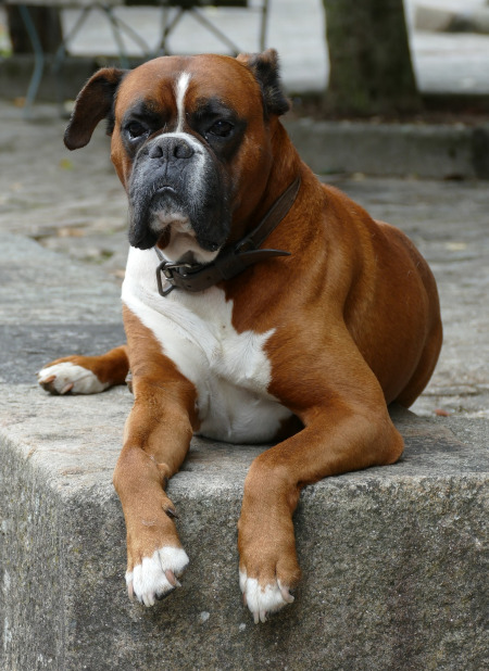 boxer maro