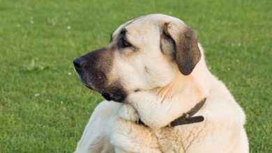 Ciobanesc Anatolian (Anatolian Sheperd)