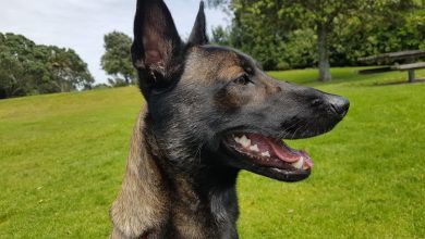 Cainele belgian de cireada