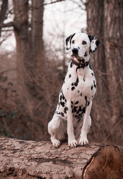Dalmatian