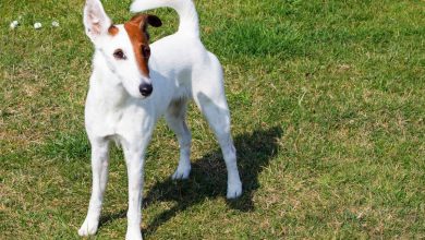 Fox Terrier cu par neted