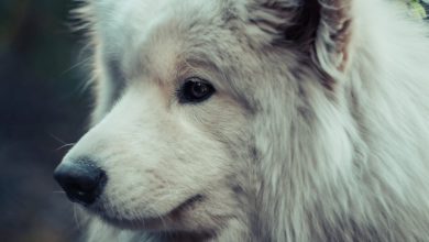 rasa Alaskan Kee Kai