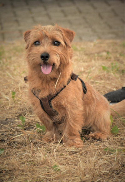 cairn terrier